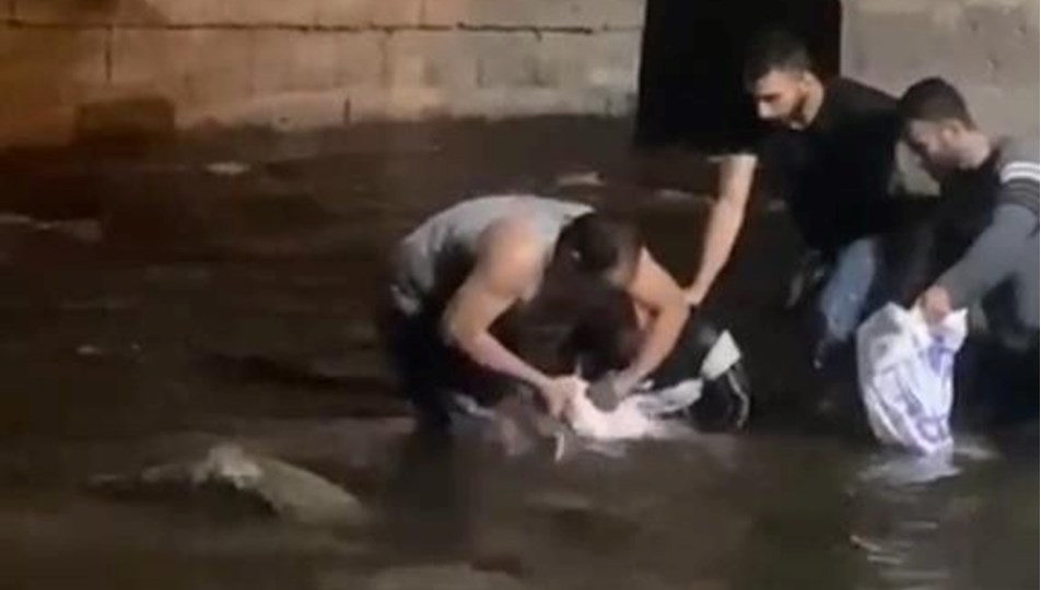 Nehirde sular çekildi, dev yayın balıklarını elleriyle yakaladılar