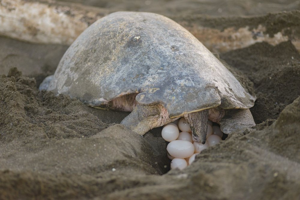 Japonya'da boyunlarından bıçaklanan 30 deniz kaplumbağası bulundu - 4