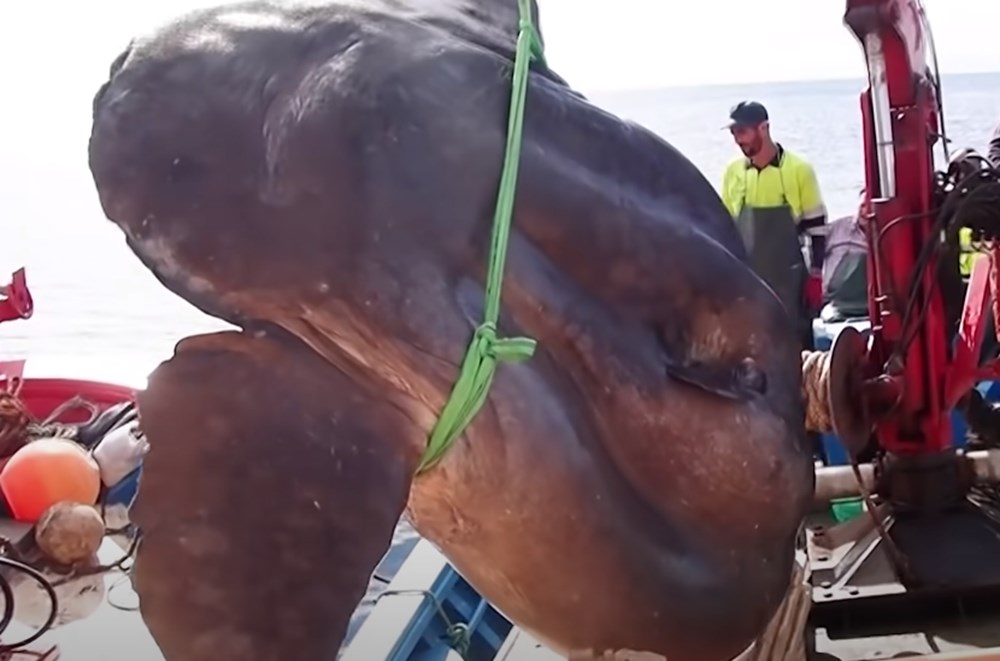 İspanya’da dev güneş balığı yakalandı: Boyu 3,2 metre, yaklaşık 2 ton ağırlığında - 6