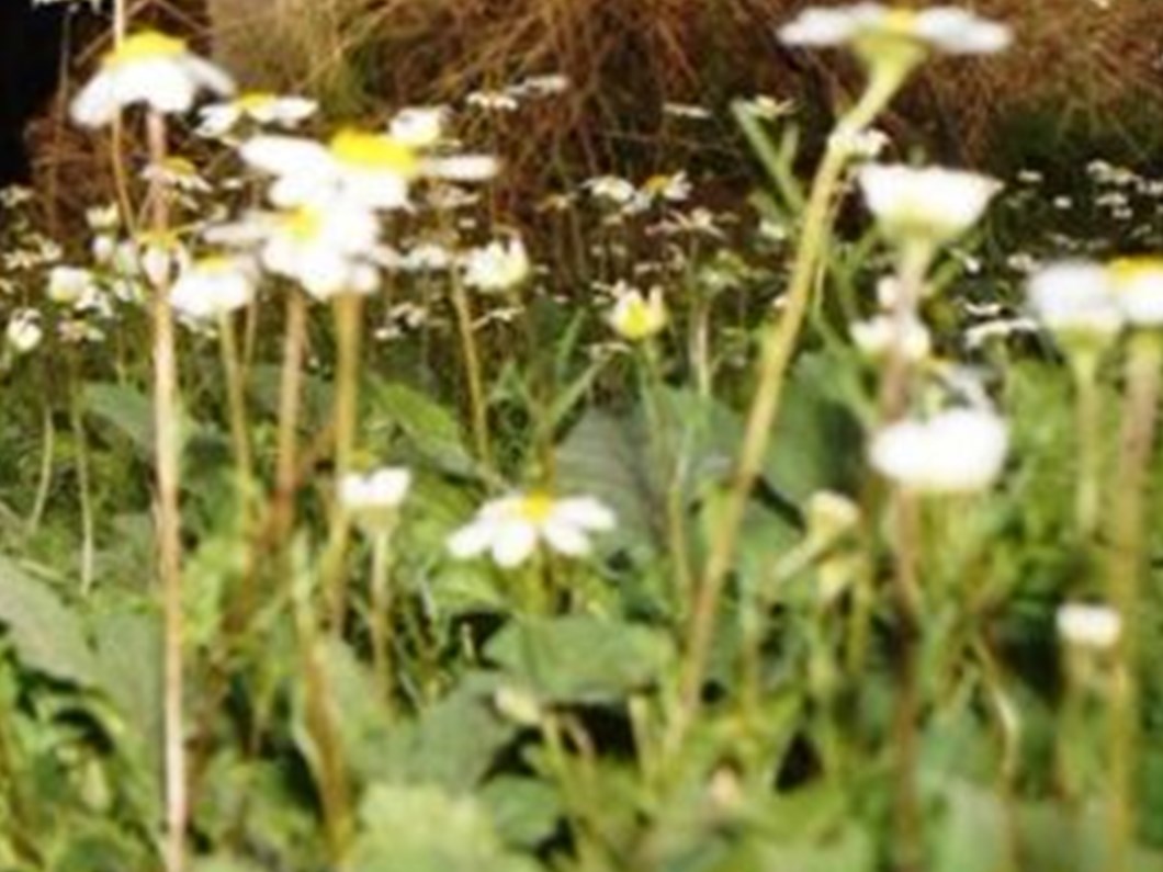 ocak ayinda papatyalar acti ntv