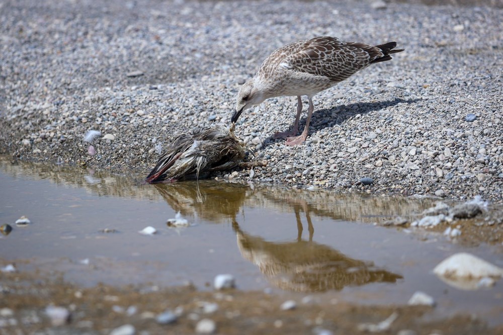Van Gölü'nde martı ölümlerinde artış - 2