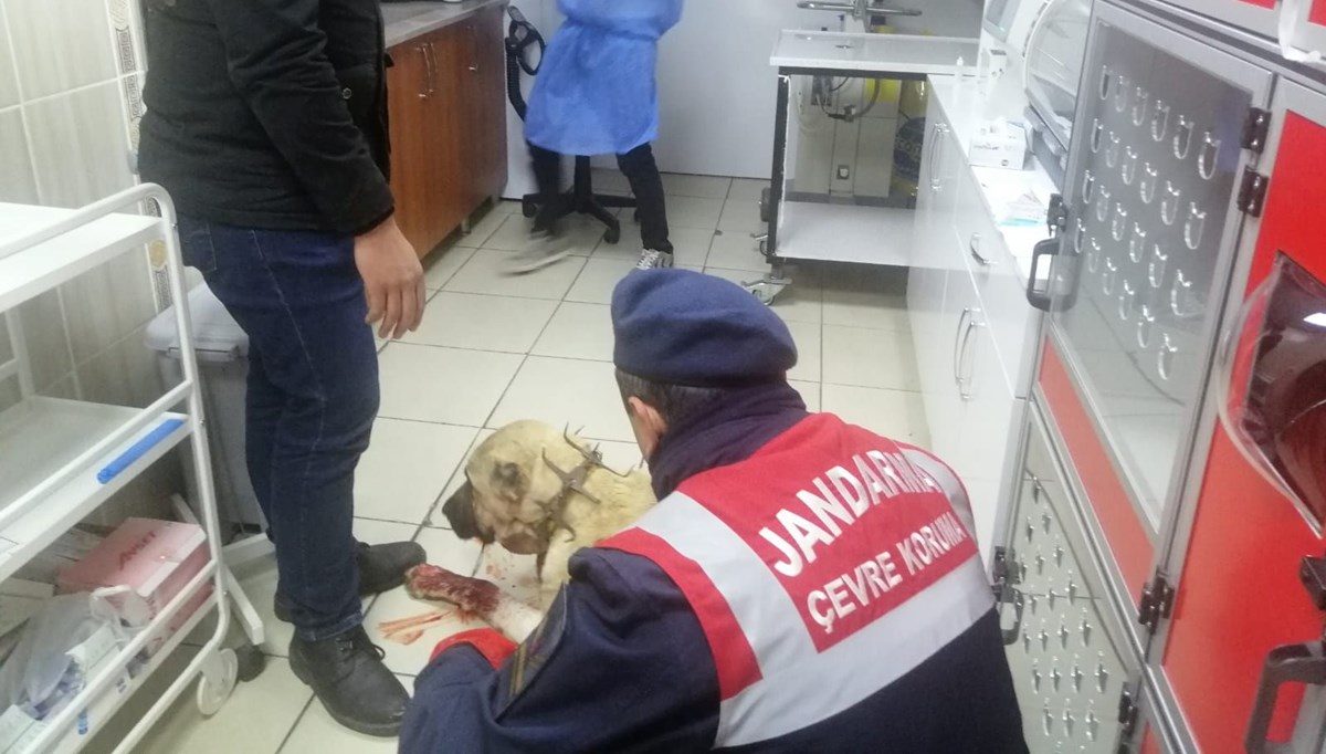 Kendisine havladı diye köpeği tüfekle vurdu