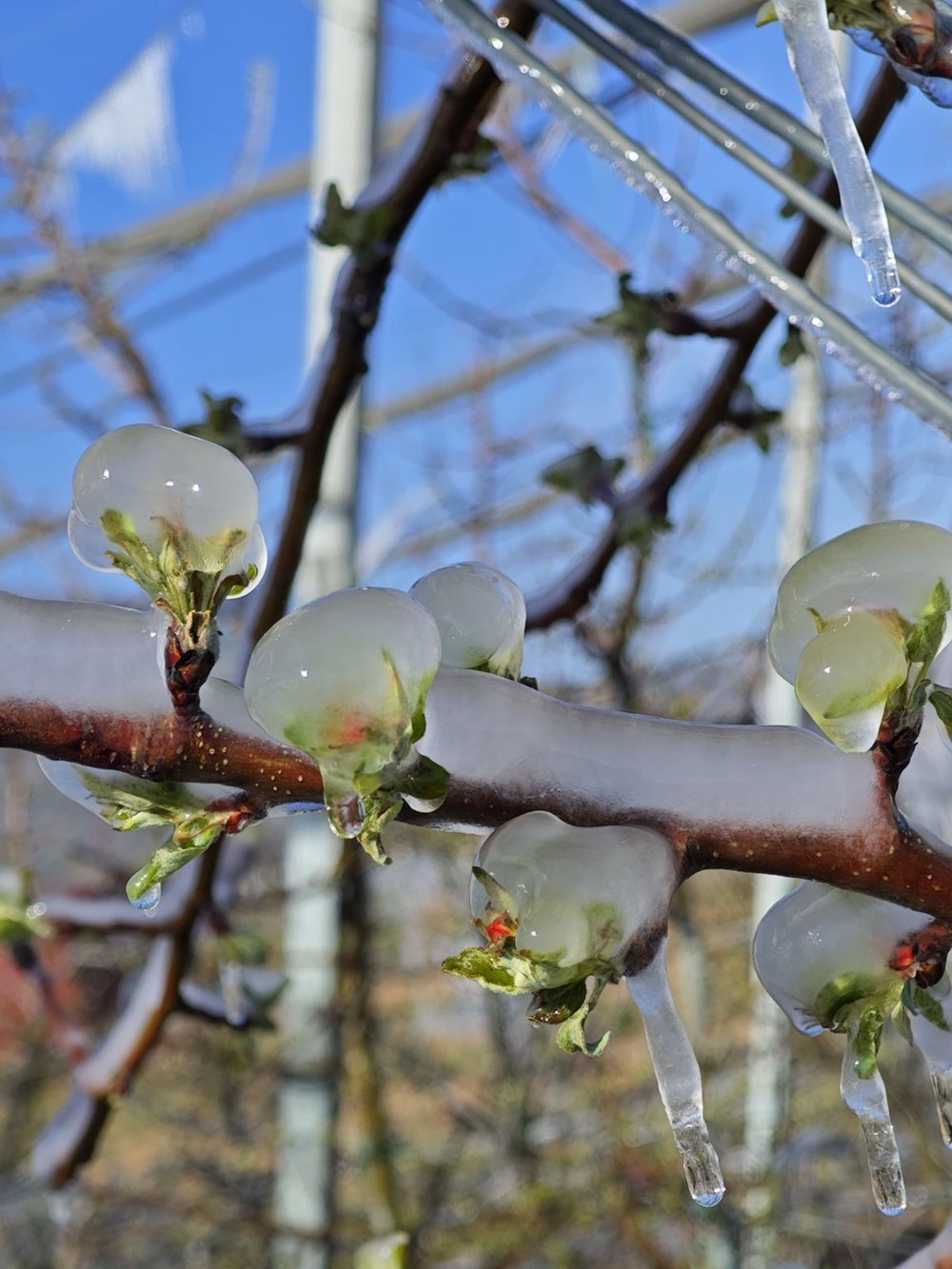 Isparta'da "zirai don" tesiri; elma, gül, kiraz ve kayısıda kayıp büyük 73 EUQHt9rQF0 uJaRJGjuZ9Q