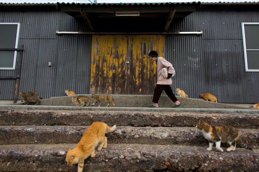 Japonya'daki kedi adası: Aoshima - 17