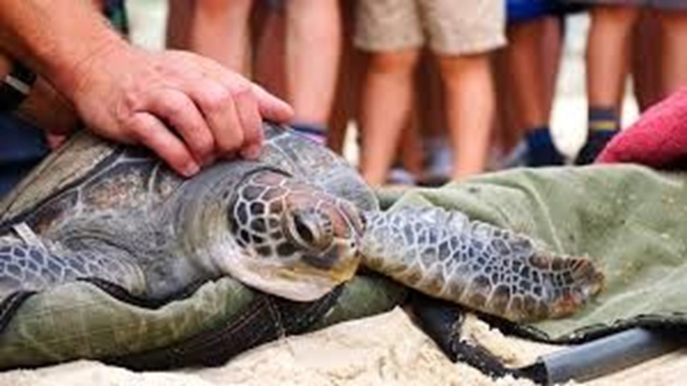 Japonya'da boyunlarından bıçaklanan 30 deniz kaplumbağası bulundu - 6