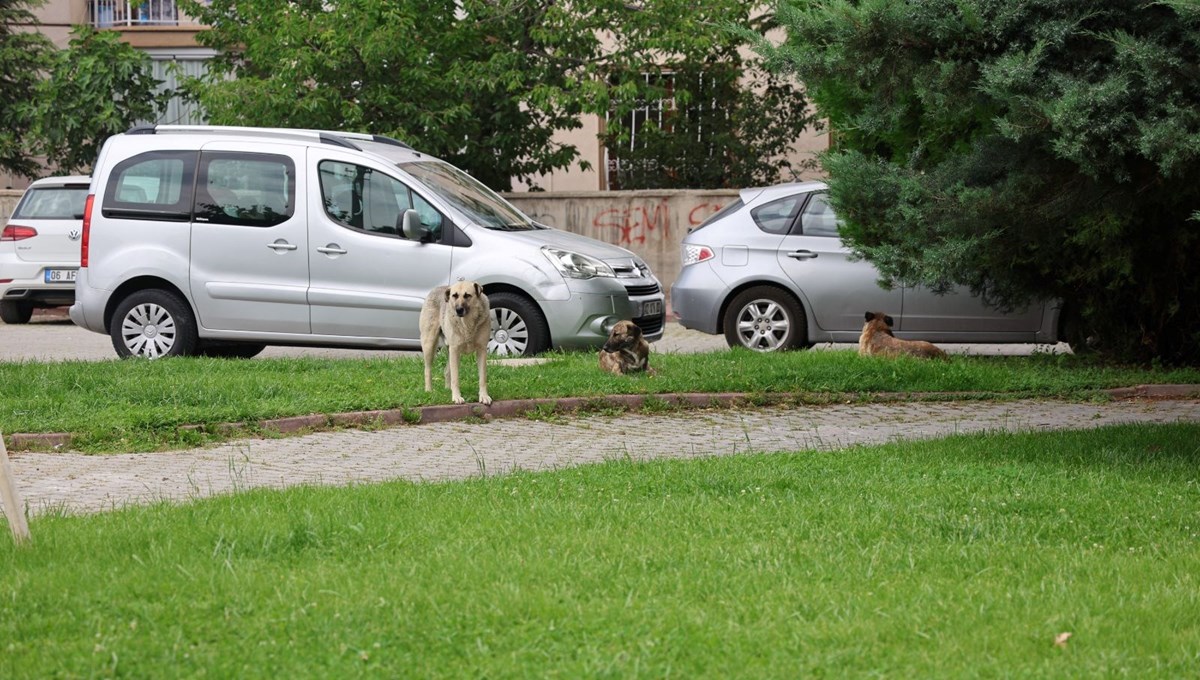 Konya'da 2 kişi başıboş köpeklerin saldırısına uğradı