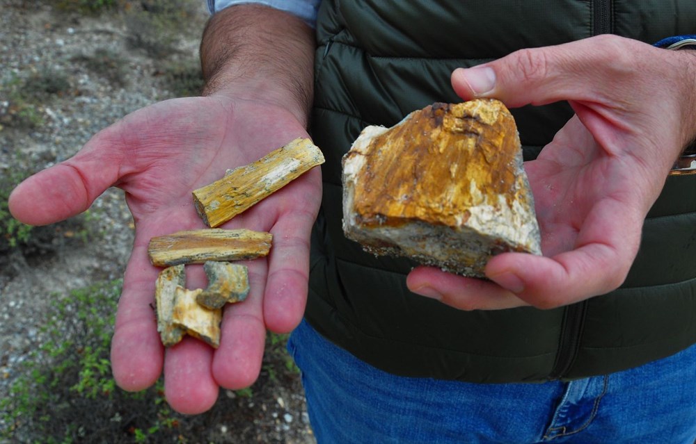 21 milyon yıllık fosil ağaç ormanı tehlikede - 10