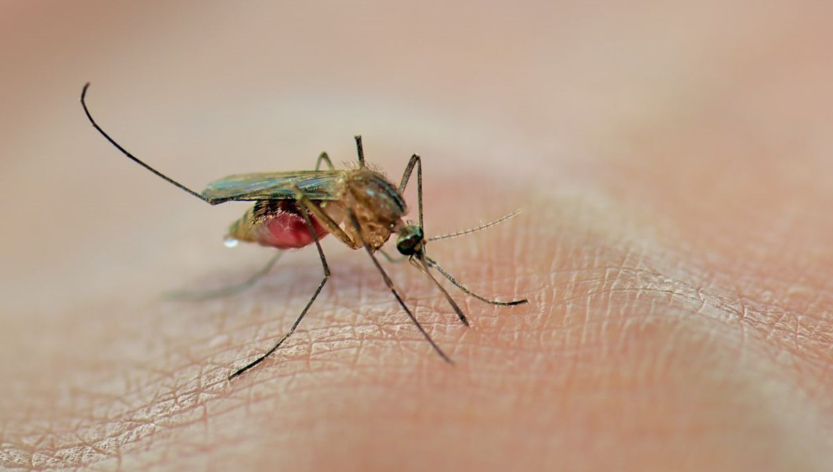 Sivrisinek başına ödül: Ölüsünü getirenlere para verilecek!