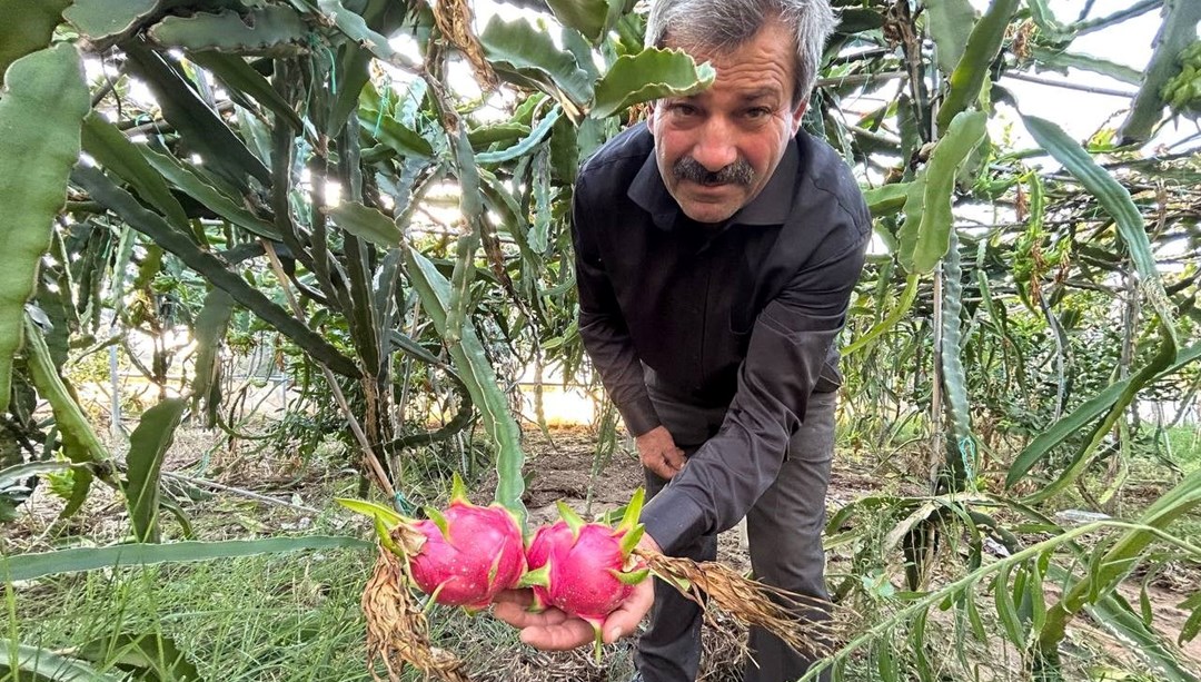 Hasat başladı, kilosu 180 TL'den alıcı buluyor... Bakımı domates, biber gibi