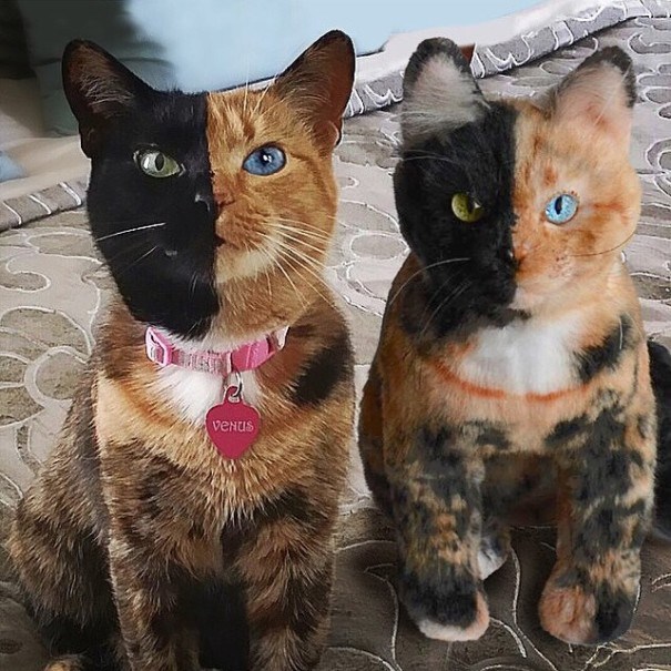 Фото Кота В Реальной Жизни
