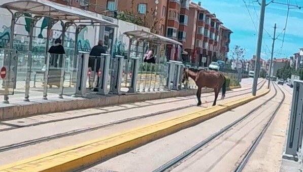 Tramvay durağında at şaşkınlığı