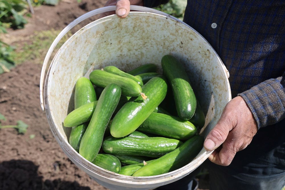 Amik Ovası'nda hasat başladı: Tarlada 15 TL'ye alıcı buluyor 78 EaMYr8P HkKlzoWAeeX1cg
