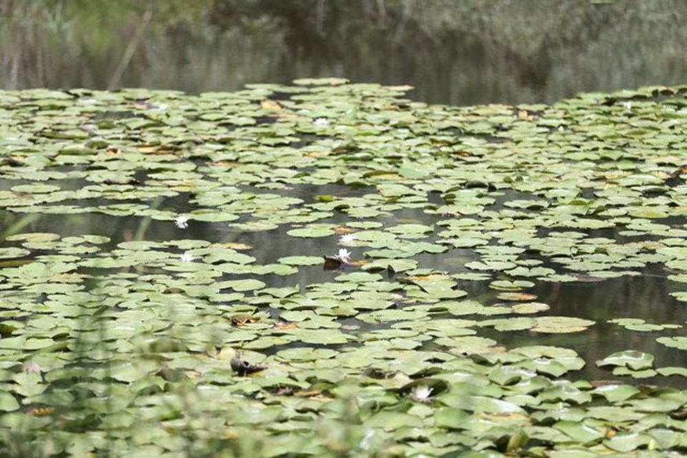 Dünyada ikinci, Türkiye'de ise tek parça halindeki en büyük longoz: Sakarya Acarlar Longozu - 15