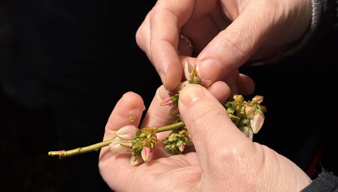 Valilikten zirai don uyarısı