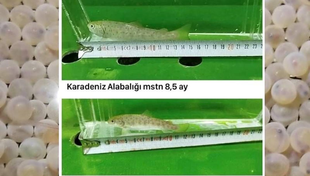 Erzurum'da mutant Karadeniz alabalığı ürettiler! Normal balıklara göre daha hızlı büyüyor