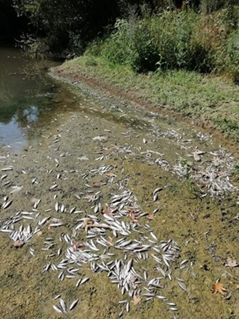 Bartın Irmağı'ndaki balık ölümlerinin nedeni belli oldu - 1