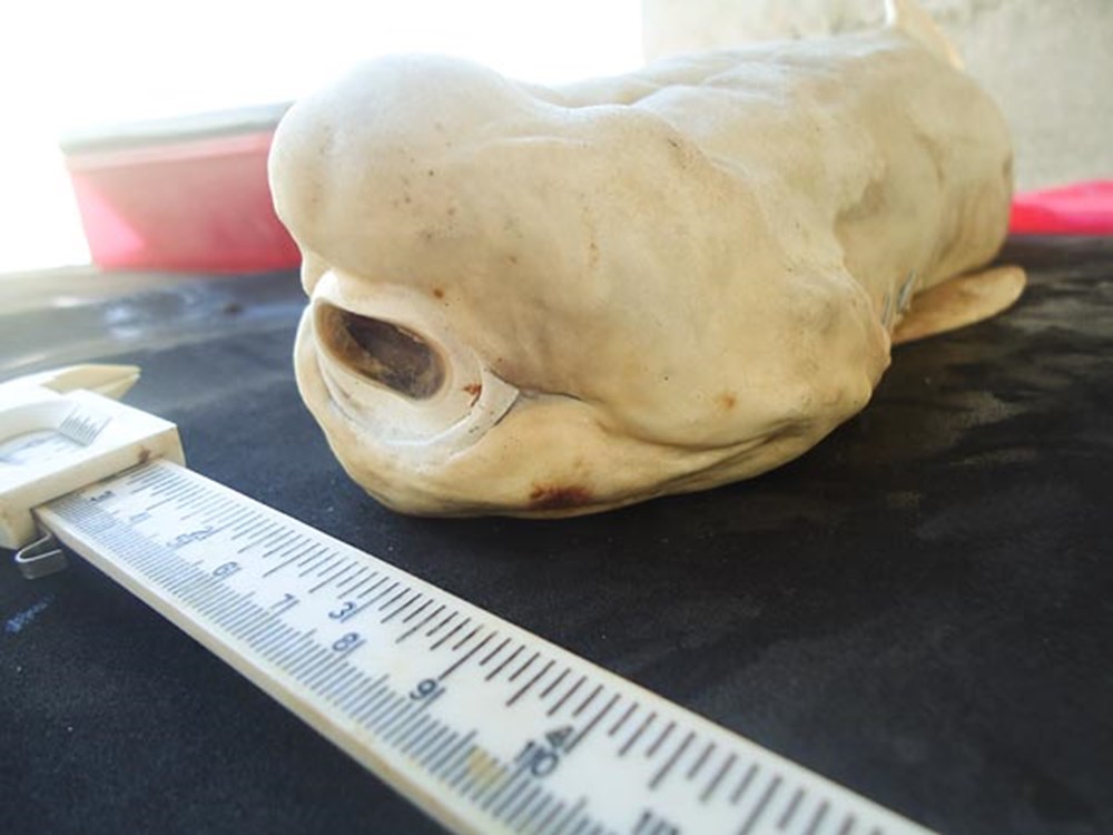 Tek gözlü albino köpek balığı Magazin Haberleri NTV