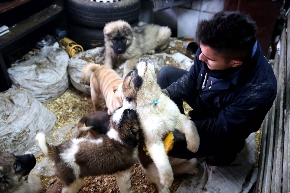 300 tl lık yavru köpekler