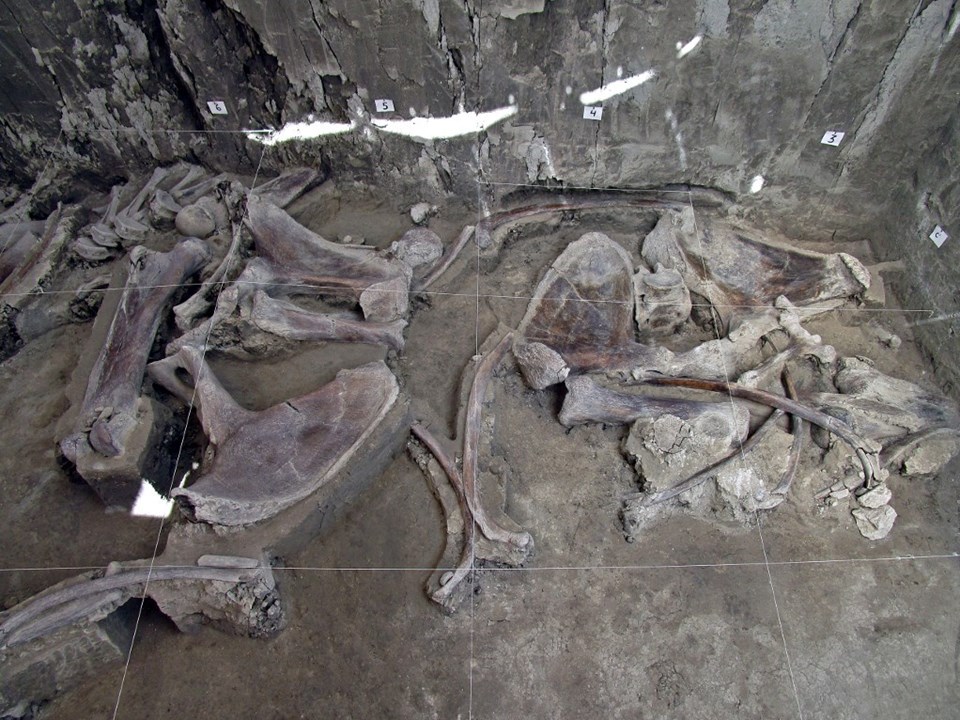 Meksika'da 15 bin yıllık mamut tuzakları bulundu - 1