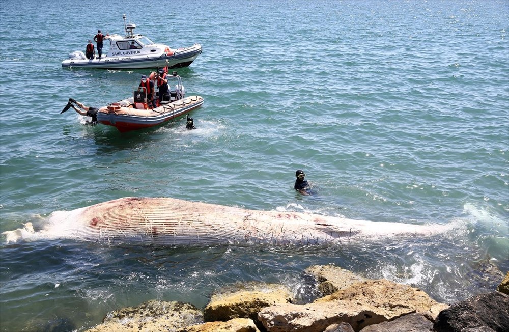 Mersin sahiline 14 metre oluklu beyaz balina vurdu - 9