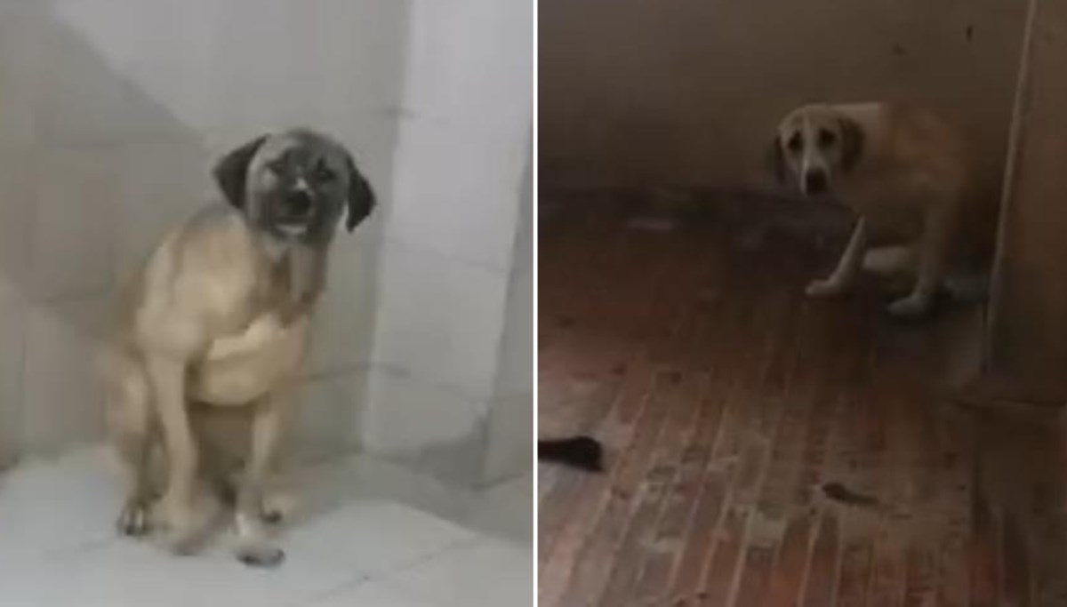 Apartman dairesinden 12 köpek çıktı
