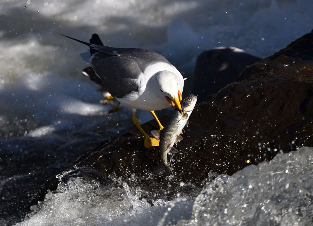 Bu balıkları avlamak sadece martılara serbest - 12