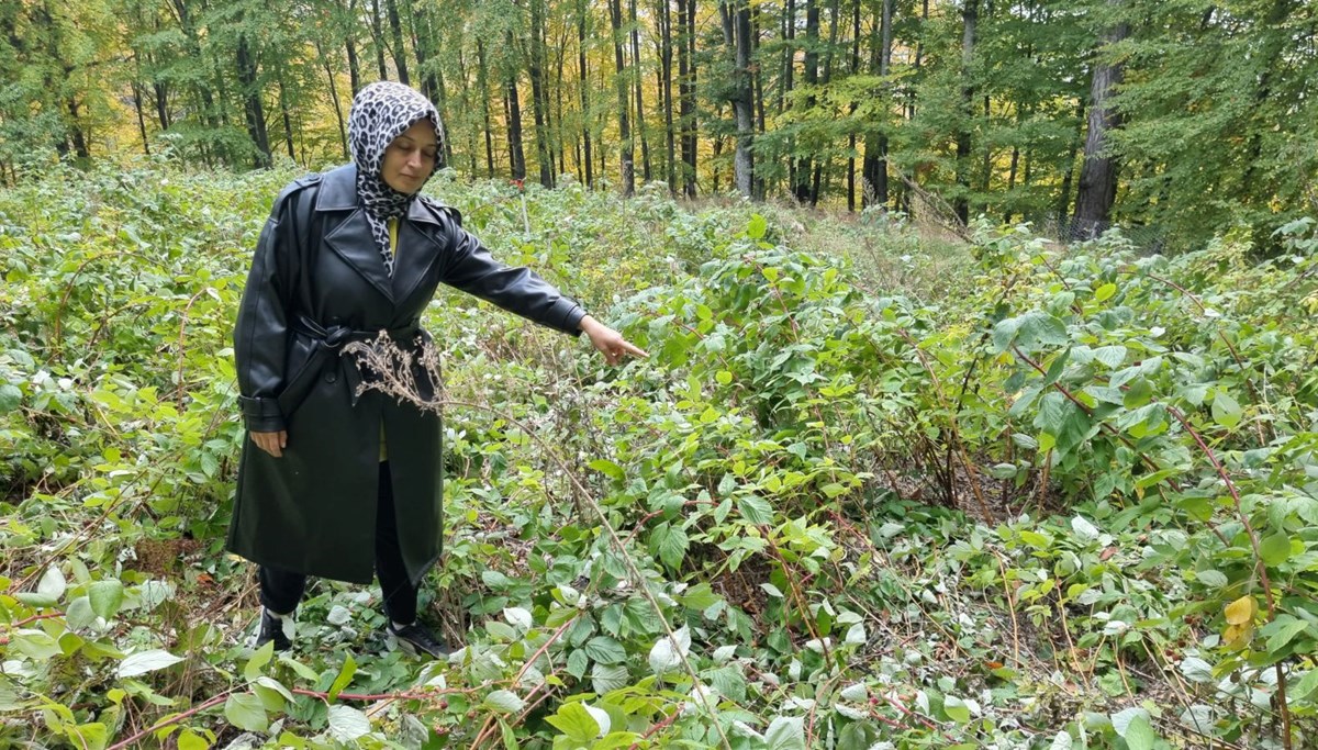 3 yıl önce kurmuştu: İlk hasadını ayılara kaptırdı