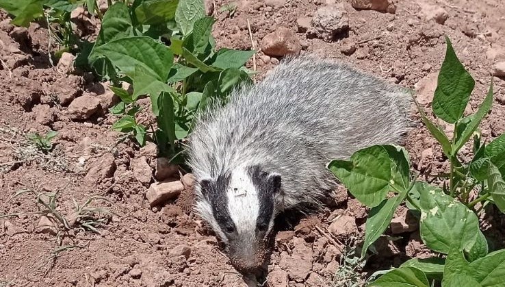 Gercüş'te nesli tükenmekte olan porsuk görüntülendi