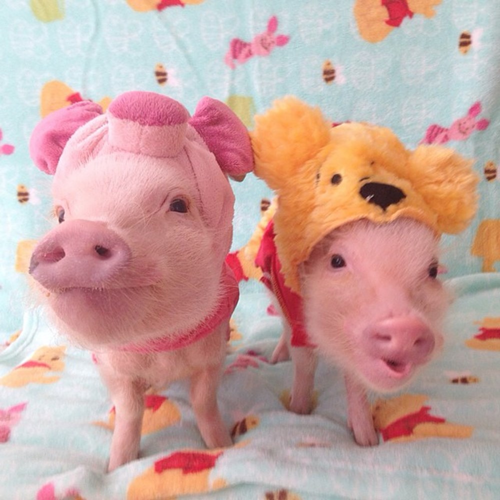 Пара свинок. Поросята. Розовый поросенок. Две свинки. Маленькие свинки.