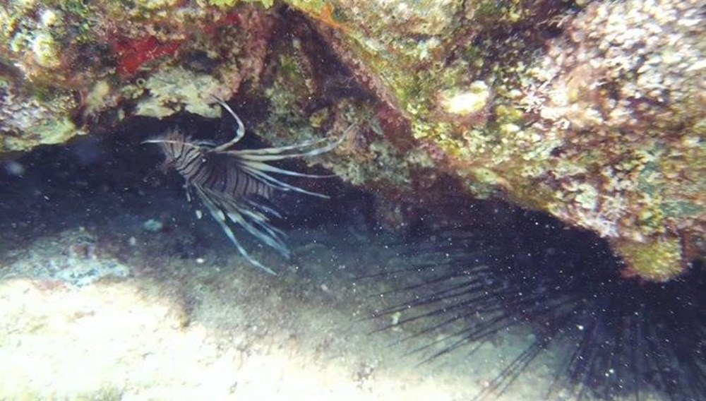 Kızıldeniz'in istilacısı aslan balığı Ege'de de yayılıyor - 5