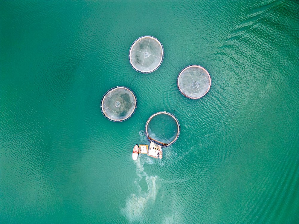 Denizsiz Balıkçılık Mucizesi: 6 Yıllık Serüven Dünya'ya Açılıyor 76 EmRfPi 2rUuOA7r9VINCjg