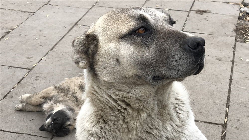 Sokak köpeği, ölen yavrusunun başında bekledi