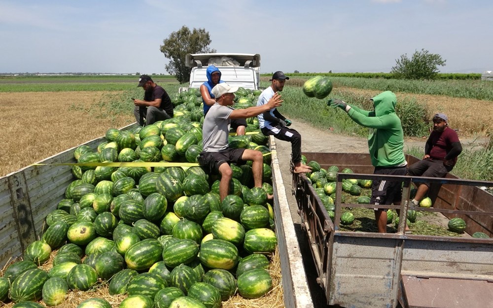 Mersin'de karpuz hasadı başladı: Tarlada kilosu 20 TL'den başlıyor 77 En80owJFmUq 3BVjIHBWUg