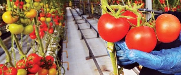 Mamak çöplüğü seralarında sebze ve meyve yetişiyor