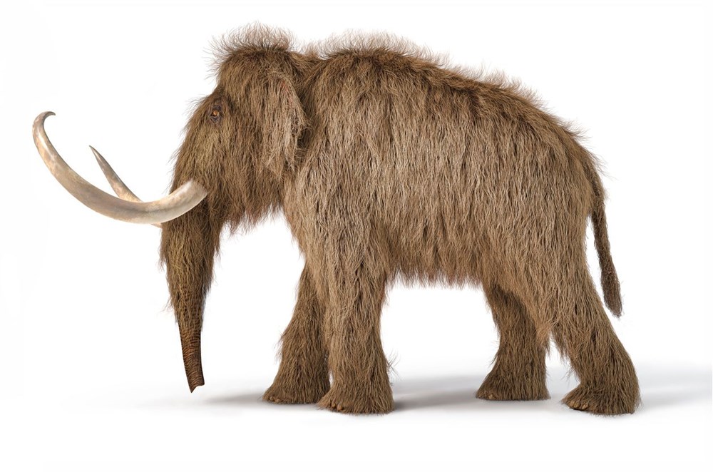 10 bin yıl önce yok olan yünlü mamutlar yeniden doğacak - 10