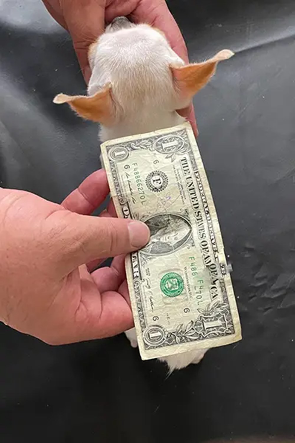 Dünyanın en kısa köpeği Pearl Guinness Rekorlar Kitabı'nda - 2