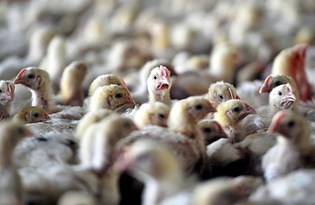 Güney Kore'de kuş gribi alarmı