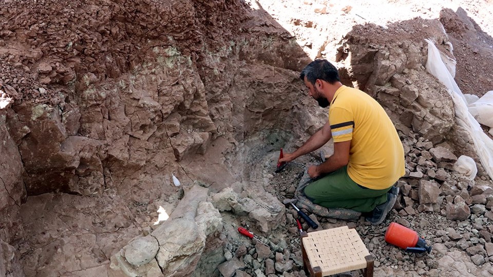 Çankırı'da fillerin atalarına ait 9 milyon yıllık uyluk kemiği ve diş bulundu - 2