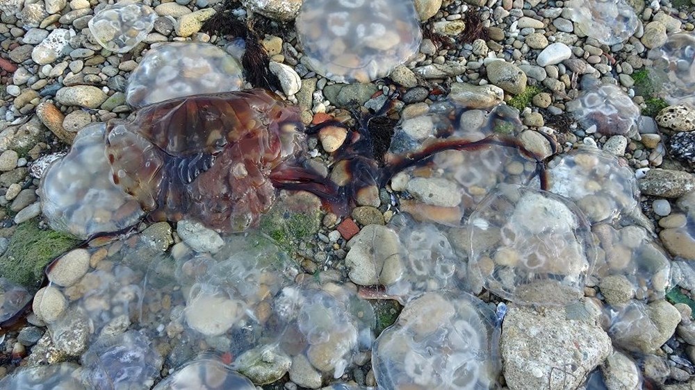 Çanakkale Boğazı'nda zehirli denizanaları görüldü, uzmanı uyardı - 7