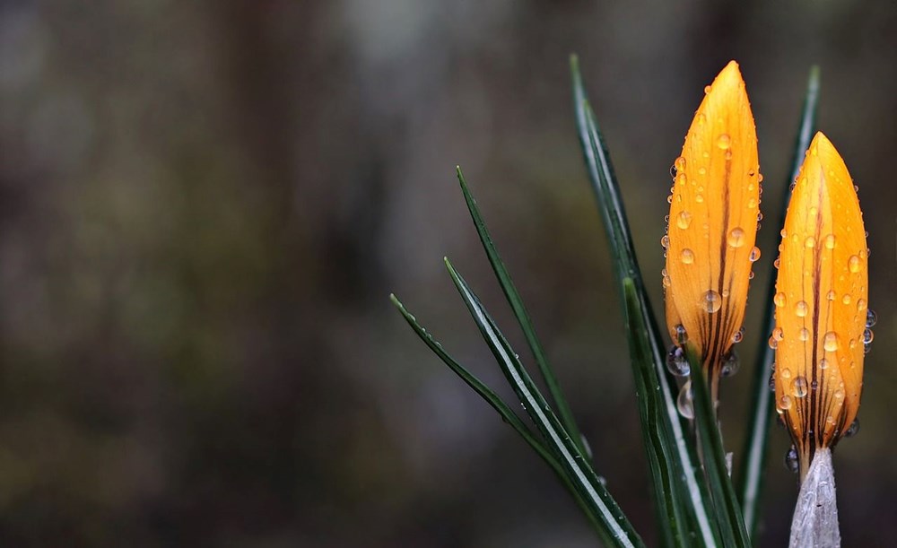 Nevruz Bayramı ne zaman, kimler tarafından kutlanır? Nevruz Bayramı gelenekleri - 3
