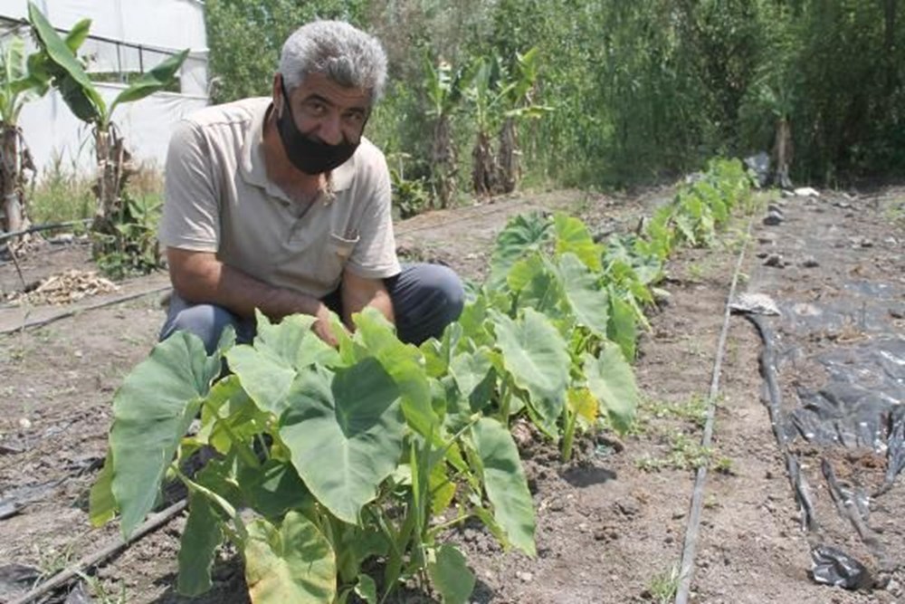 Çiftçinin yeni gözdesi gölevez: Dönümde 50 bin TL kazandırıyor - 8