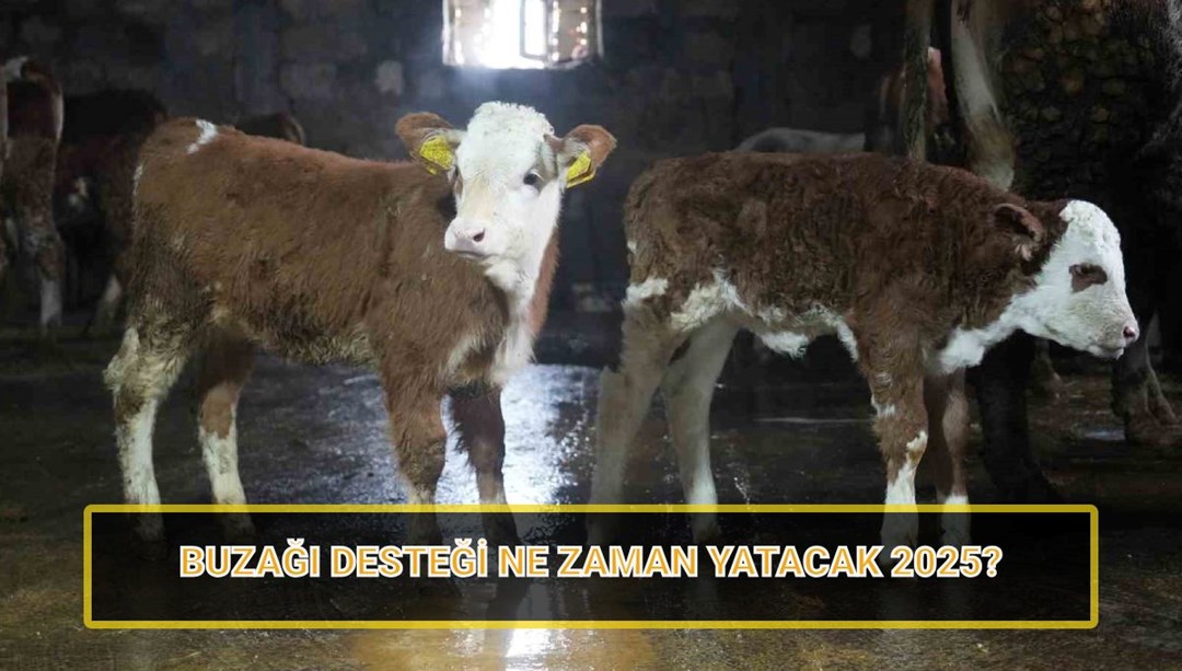 Buzağı desteği ödemeleri 2025: 1. dönem buzağı yardımı ödemeleri ne zaman yatacak?