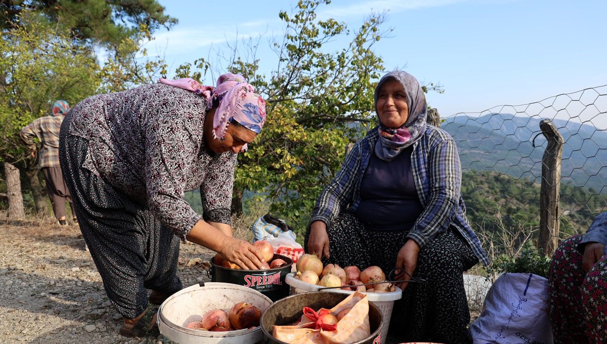 Bahçede kilosu 20 lira: Hasadı 15 gün sürecek