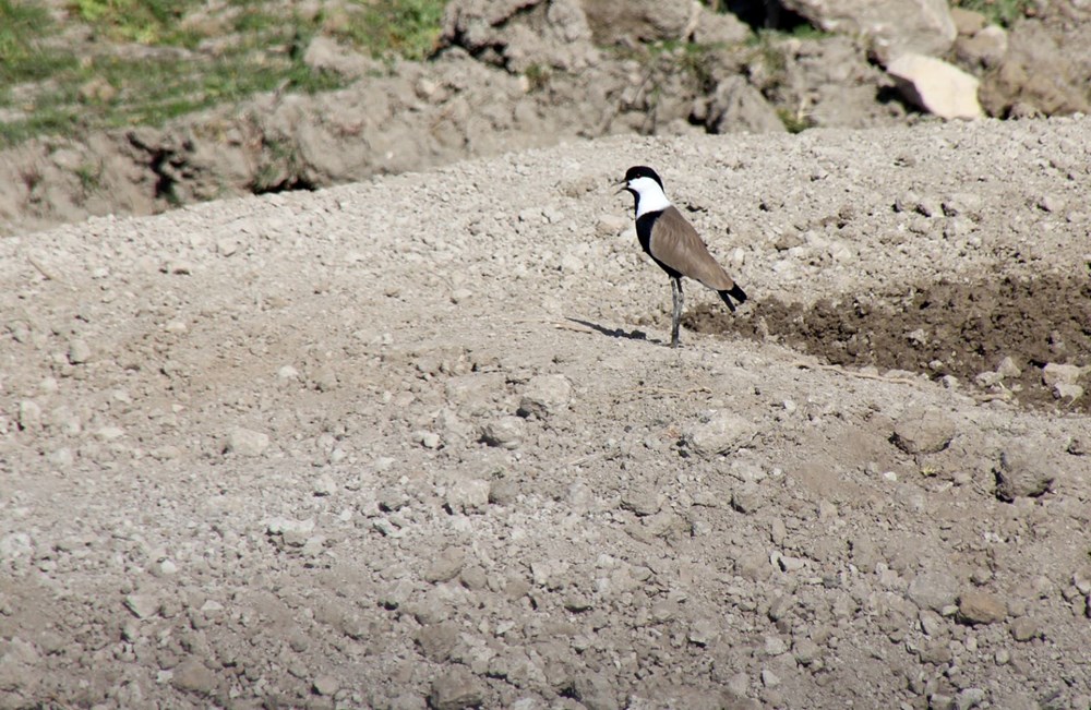 Göç yolu üzerindeki Hatay'ı 233 kuş tipi ziyaret etti 77 EutCnd4lpU2HChWDHorskg
