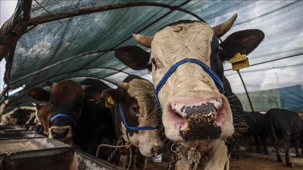 2025 Kurban fiyatları büyükbaş-küçükbaş: Kilogram ve hisseli kurbanlık fiyatı ne kadar? - 4