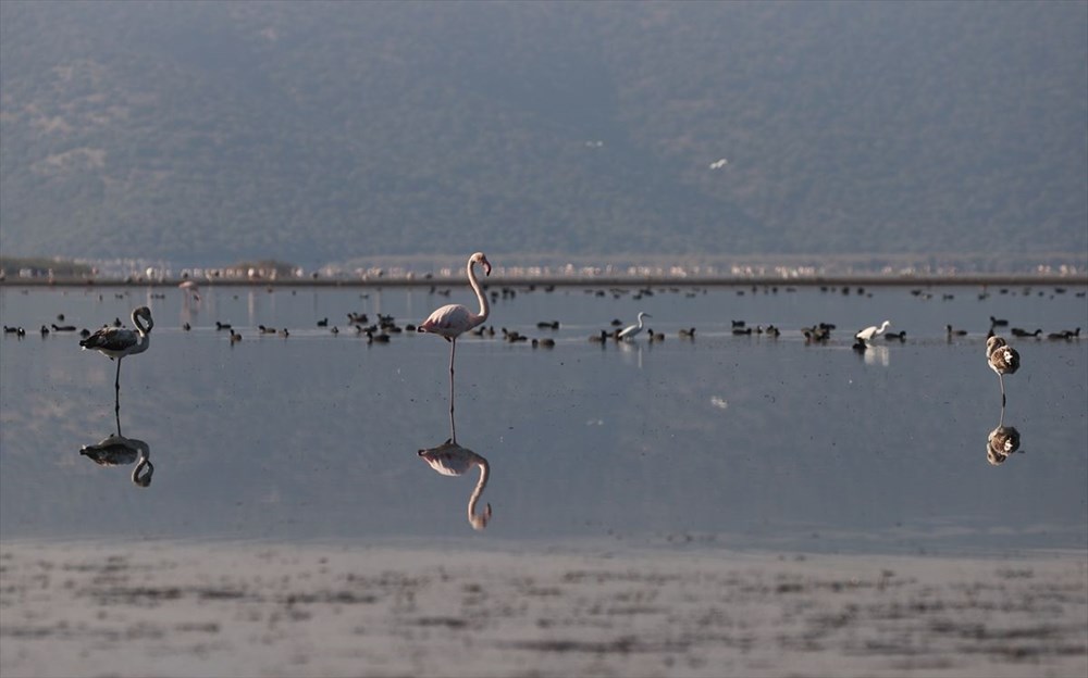Kuş cenneti Bafa Gölü'nde korkutan görüntü - 6