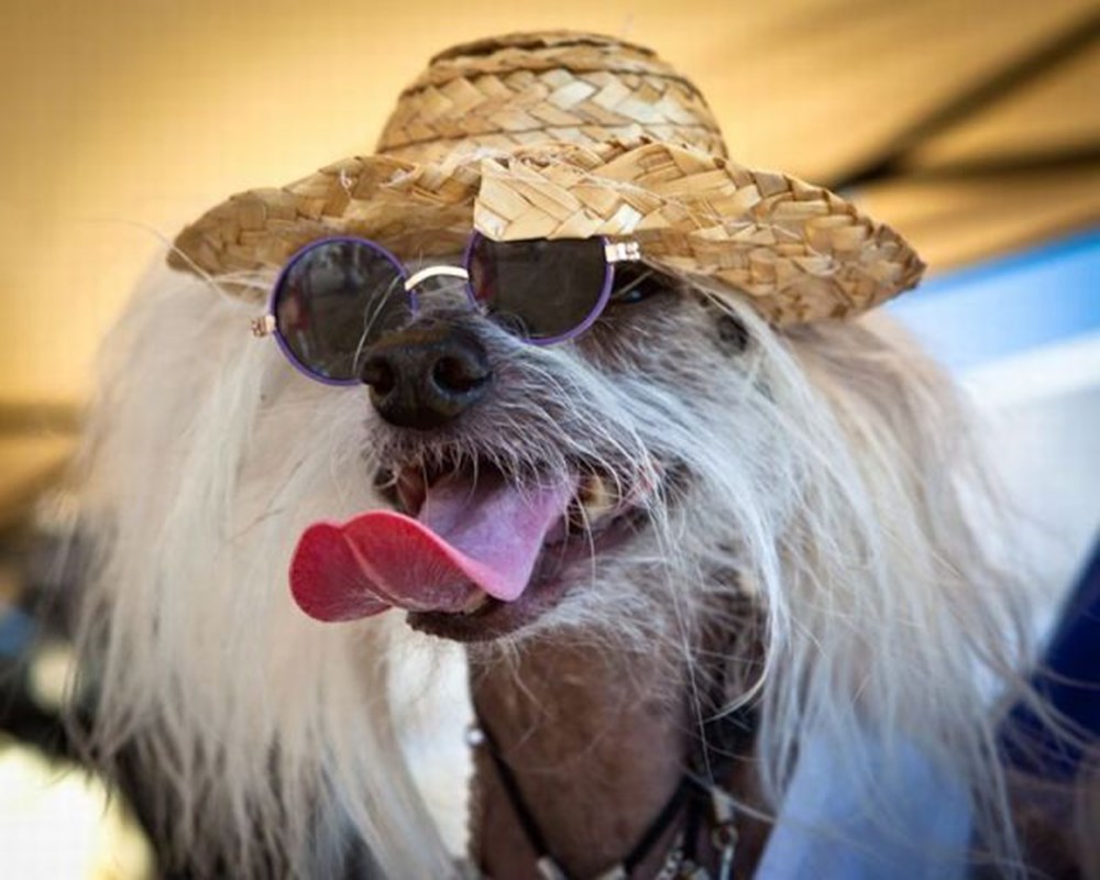 Последние смешные фото Последние смешные фото