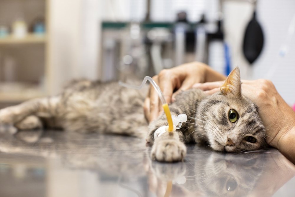 Kedilerde yüzde 70 ölümle sonuçlanan hastalığa neden olan kuru mama geri çağrıldı: 2 ayda en az 130 kediyi öldürdü - 5