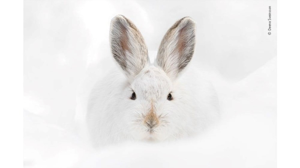 Yılın Vahşi Yaşam Fotoğrafı finalistleri belli oldu (Wildlife Photographer of the Year) - 10