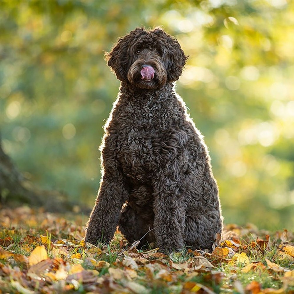 Dünyanın en fotojenik köpekleri NTV